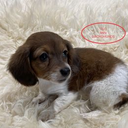 Dachshund Puppies from TLC Mini Dachshunds