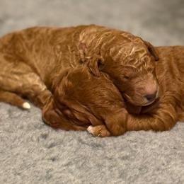 Goldendoodle puppies from Mountain Grove Doodles