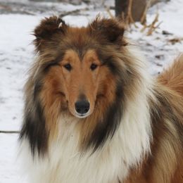 Dare - Collie