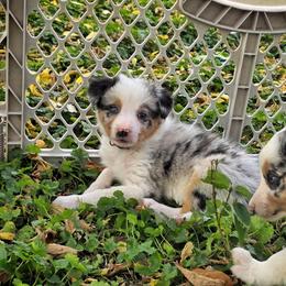 Hurricane - Blue merle female Border Collie puppy in Menasha, Wisconsin from Little Rose Retrievers