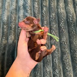 Male 1 (green collar) - Chocolate male Dachshund puppy in Modesto, California from Once Upon a Mini Dachshund