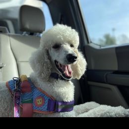 Sophie - Poodle