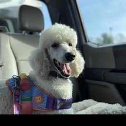 Sophie - Poodle