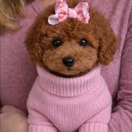 Luna Love - Red female Yorkipoo puppy in North Huntington, Pennsylvania from Charz Dollz