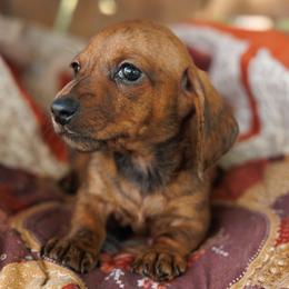 Blaze-Brindle Smooth - Brindle male Dachshund puppy in Auxvasse, Missouri from Above Par Kennels