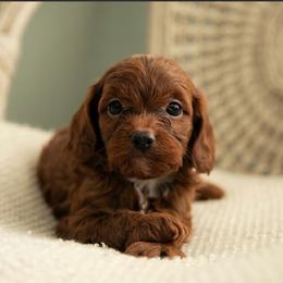 Gucci - Red male Cavapoo puppy in Ashland, Kentucky from Still Waters Farm