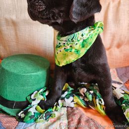 Labrador Retriever Puppies from Mountain Valley Kennels