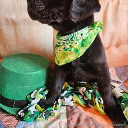 Labrador Retriever Puppies from Mountain Valley Kennels
