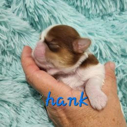 Boy 1 - Shih Tzu puppy in Florida from 1st Passion Shih Tzus