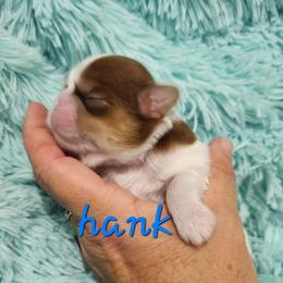 Boy 1 - Shih Tzu puppy in Florida from 1st Passion Shih Tzus