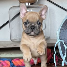 Jetty - Blue fawn French Bulldog puppy in Stanchfield, Minnesota from Sunshine's French Bulldogs