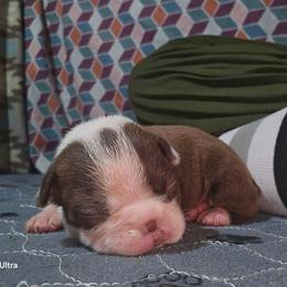 Charlotte Flair - Red female Boston Terrier puppy in Millers Creek, North Carolina from Tumbling Shoals Hilltop Bostons