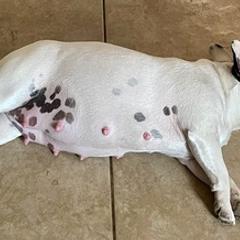 French Bulldogs from Akoni Ranch Frenchie