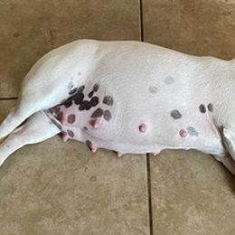 French Bulldogs from Akoni Ranch Frenchie