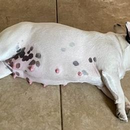 French Bulldogs from Akoni Ranch Frenchie