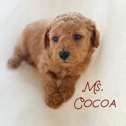 Cocoa - Cream female Goldendoodle puppy in Sacramento, California from Dandy Doodles Goldendoodles
