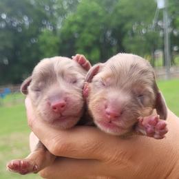 Chocolate dapple - Dapple female Dachshund puppy in Ashford, Alabama from Circle City Dachshunds