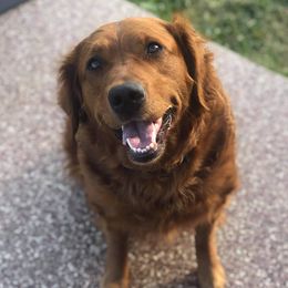Breeze - Golden Retriever