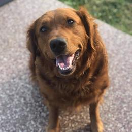 Breeze - Golden Retriever