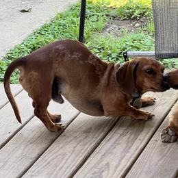 Bo - Dachshund