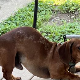 Bo - Dachshund