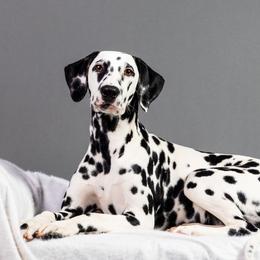 EmberLynn - Dalmatian