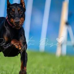 Doberman Pinscher Puppies from Double Take Doberman Kennels