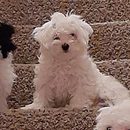 Maltipoos from Maltipoo Babies from Washington