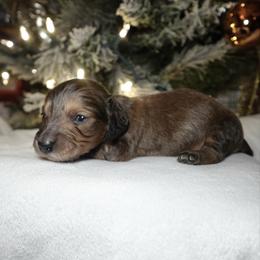 Peanut - Red male Dachshund puppy in Texarkana, Texas from Millys Pups