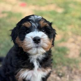 Marshall - Tri-color male Bernedoodle puppy in Hillsboro, Oregon from Myt fine doodles