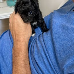 Cavapoo Puppies from The Cavapoo Club