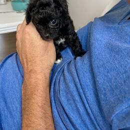 Cavapoo Puppies from The Cavapoo Club