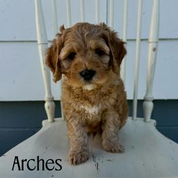 Arches - Red male Australian Labradoodle puppy in Chelsea, Michigan from Michigan Labradoodles