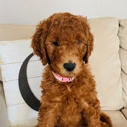 Girl 1 - Red  Goldendoodle puppy in Los Alamitos, California from Given Doodles