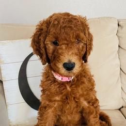 Girl 1 - Red  Goldendoodle puppy in Los Alamitos, California from Given Doodles