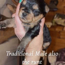Traditional Boy - Black and tan male Yorkshire Terrier puppy in Gilbertown, Alabama from Sasha's Yorkie Pups