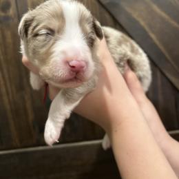 Red collar boy - Red merle male Australian Shepherd puppy in Flat Rock, Alabama from Fluffy Butt Acres