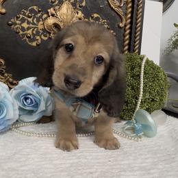 Bentley - Cream male Dachshund puppy in Collins, Georgia from Liberty Longhair Dachshunds