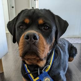 Rottweilers from Bolles Rottweilers