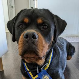 Rottweilers from Bolles Rottweilers