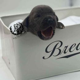 Black collar - Gray male Cane Corso puppy in Laplace, Louisiana from Tou Tru kennel