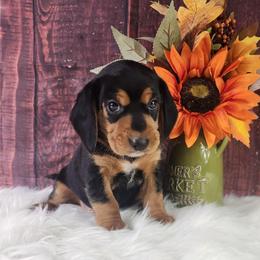 Briar - Black and tan male Beagle puppy in Pottersville, Missouri from Lovan's Spring Creek Kennel
