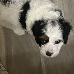 Cavalier King Charles Spaniel, Cavapoo, Maltipoo, and Poodle Puppies from Lainy's Puppies