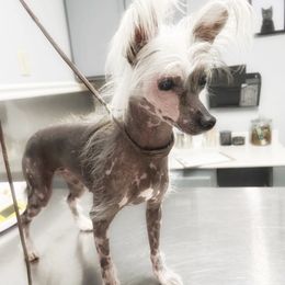 Jade - Chinese Crested