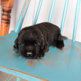 Crinkle - Black female Labrador Retriever puppy in Camden, Indiana from Camden's Caring Canines
