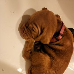 Vizsla Puppies from Western Tennessee Vizslas