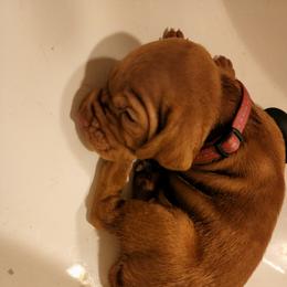 Vizsla Puppies from Western Tennessee Vizslas
