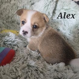 Alex - Sable female Pembroke Welsh Corgi puppy in Joplin, Missouri from Feathers & Ferals Farm