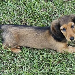 Mila - Dachshund