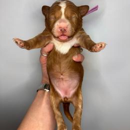 Purple girl - Red  female Goldendoodle puppy in Hot Springs, Arkansas from Hot Springs Kennels